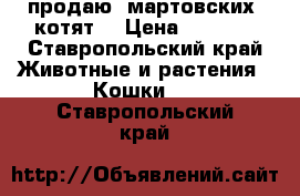 продаю  мартовских  котят. › Цена ­ 6 500 - Ставропольский край Животные и растения » Кошки   . Ставропольский край